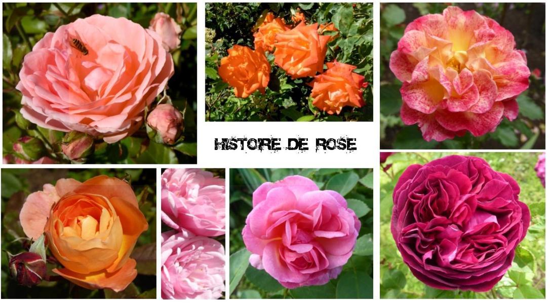 Au Rendez Vous De L'Auxois B&B Essey Exteriör bild